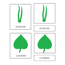 montessori botany leaf shape 3 part