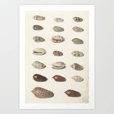 Vintage Seashell Chart Iii Art Print