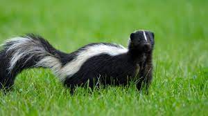 how to get rid of a skunk tom s guide