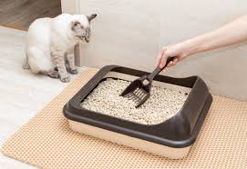 where to put a litter box 6 essential