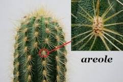 What is the small plant that looks like a small cactus?