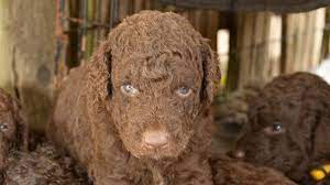 Giving them a good brush daily or once a week should take care of their coats just fine. Curly Coated Retriever Price Temperament Life Span