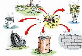 Resultado de imagen para prevencion del dengue