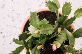 Water the plant thoroughly, allowing the excess water to run out through the drainage hole. Christmas Cactus Plant Care Growing Guide
