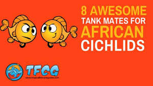 8 Of The Best African Cichlid Tankmates Massive List Care