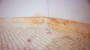 how to remove mould from carpet and