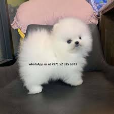 males and females pomeranian puppies