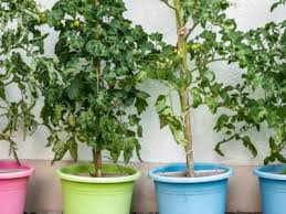 Patio Tomato Plant Information Tips