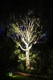 Lighting Up Gum Trees With 27w Led