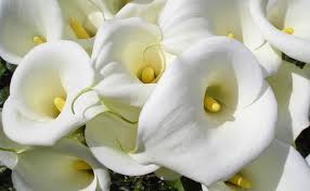 There are over 400,000 types of flowering plants, so there is sure to be a flower that speaks to your unique personality! 100 Types Of The Most Beautiful White Flowers For Your Garden Home And Gardens