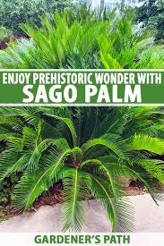 How To Grow And Care For Sago Palm Gardeners Path