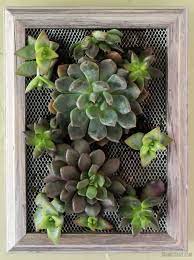 Diy Succulent Wall Hanging Gorgeous