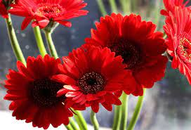 Red flowers that look like sunflowers. 40 Types Of Red Flowers With Pictures Flower Glossary
