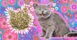 why do cats like catnip so much a vet