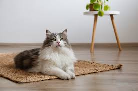4 best flooring for cats pros cons