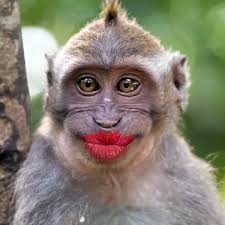 funny monkeys stock photos royalty