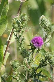 You can identify them by the square stems and pink and purple flowers and they can grow up to 16 inches tall. Bull Thistle Cirsium Vulgare Prickly Weed With Pretty Purple Flower On Top Growing In A Waste Area On The Outskirts Of Kingston Ontario Stock Photo Picture And Royalty Free Image Image 106179619