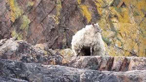La oveja más solitaria de Gran Bretaña en “situación de vida o muerte”  antes de ser