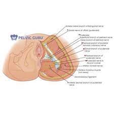pelvic pain awareness month pudendal