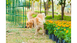 how to get pet urine smells out of the