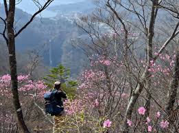春告げるアカヤシオ 日光・明智平周辺で咲き始め【動画】|47NEWS（よんななニュース）