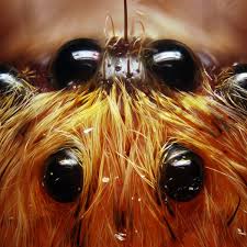 how many eyes does a spider have what
