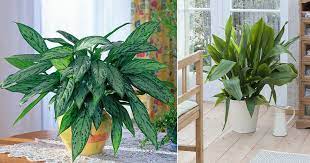 17 Houseplants You Can Borrow From