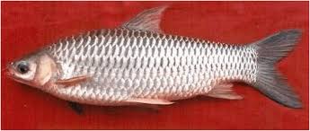 Ikan air tawar ini terkenal dengan gizinya, terutama karena kaya fosfor. Inilah 5 Jenis Ikan Termahal Di Malaysia