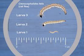 flea larvae appearance biology and