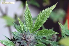 And please check out the free ipm guide i wrote for cannabis gardeners! How To Prevent And Get Rid Of Spider Broad And Russet Mites On Your Cannabis Ed Rosenthal