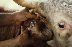 Image result for livestock diseases