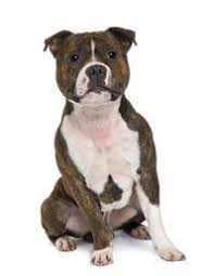The staffordshire bull terrier is a smooth coated dog that possesses great strength for its size. Staffordshire Bull Terrier Small Medium And Big Dog Breeds Pedigree Uk
