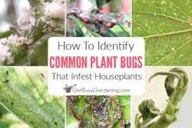 houseplant bugs