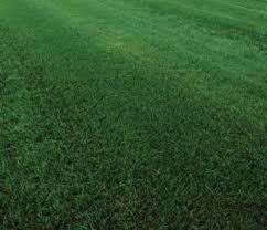 Crabgrass is an annual that grows from seed during the warm season. Bermudagrass Vs Tall Fescue Differences Between These Turf Types Johnston Seed Company