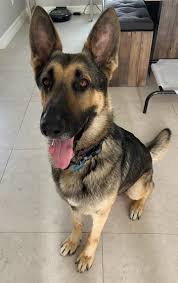 Can you help us raise funds so that we can rescue more unwanted german shepherd dogs? Dog For Adoption Max Shepard Nj A German Shepherd Dog Mix In Toms River Nj Petfinder