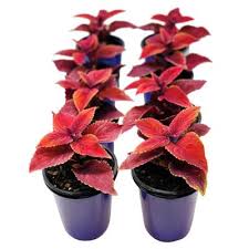 This is partly because garden centres have big open air spaces where customers can easily carry out social distancing. Coleus Outdoor Plants Garden Center The Home Depot