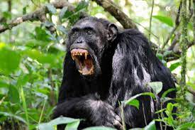 現在も逃亡中！体長180センチ体重90キロの超規格外「殺人チンパンンジー」ブルーノの数奇な運命。犠牲者の顔を食い破る狂暴性は親を密猟者に殺された復讐心だったのか？  | 概要