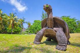 Image result for Seychelles Turtles