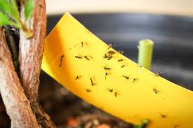 how to get rid of fungus gnats