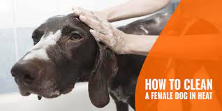 how to clean a female dog in heat