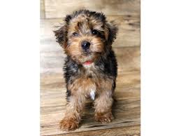 The yorki poo can have a long, straight, silky coat like the yorkshire terrier, a fine frizzy, wooly coat like the. Silky Poo Dog Male Black Tan 2794895 Petland St Louis Missouri