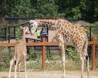 Can you feed giraffes at Como Zoo?