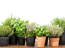 container gardening with herbal plants
