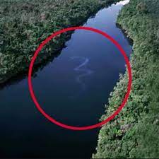 Le plus grand anaconda du monde n'est pas en Amazonie