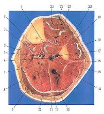 Prep for a quiz or learn for fun! Anatomy Atlases Atlas Of Human Anatomy In Cross Section Section 7 Lower Limb