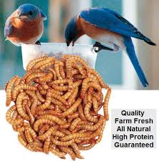 mealworms 500 count cup w bedding live