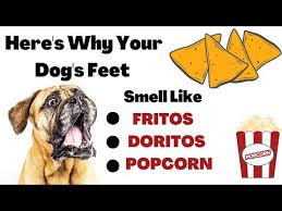 feet smell like fritos