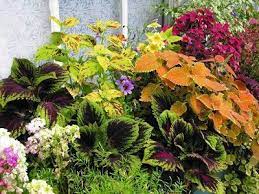 Best Plants For North Facing Balcony