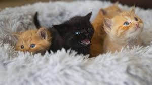 I'm looking to adopt 2 free kittens! Cat Owners Urged To Act Ahead Of This Season S Kitten Explosion Stuff Co Nz