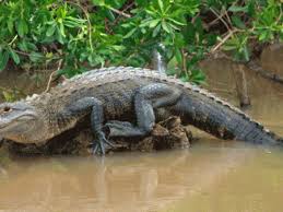 American Alligator | Outdoor Alabama